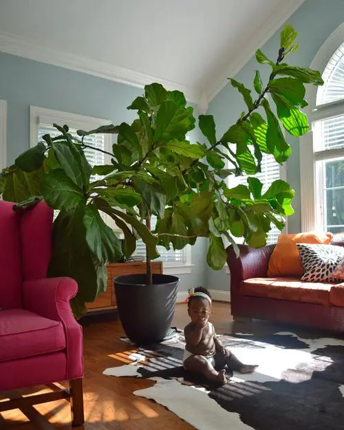 Kid and A Fig Tree Growing Together Since 6 Years