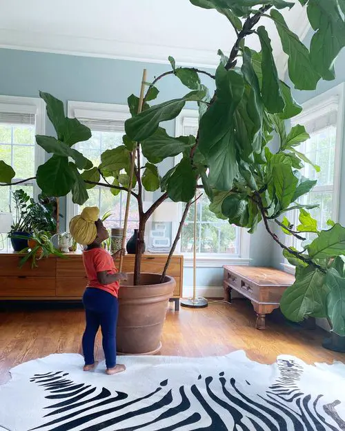 Kid and A Fig Tree Growing Together Since 6 Years 2