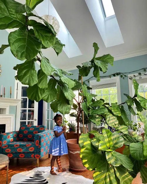 Little Girl and a Fig Tree Growing Together 8