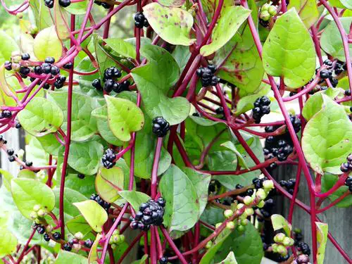 best Curative Plants for a Tropical Edible Garden

