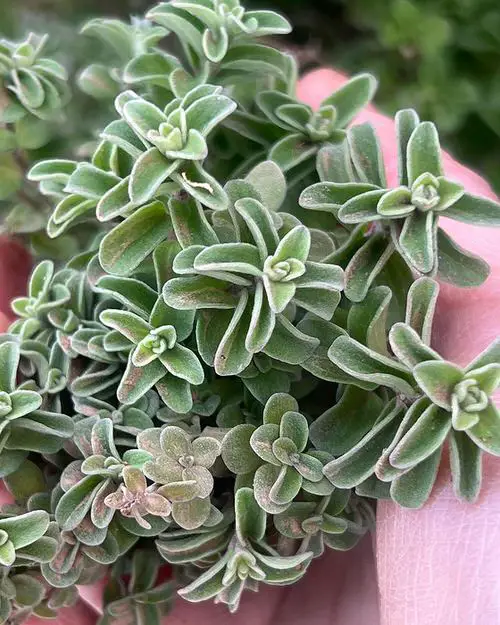 Best Companion Herbs 8