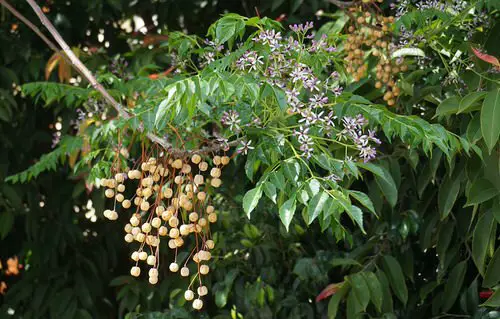 top Most Lethal Plants That Are Capable of Killing People