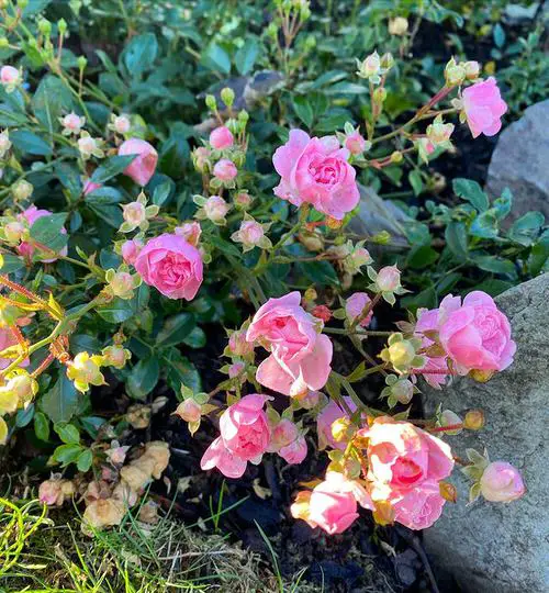 Prune Roses 8
