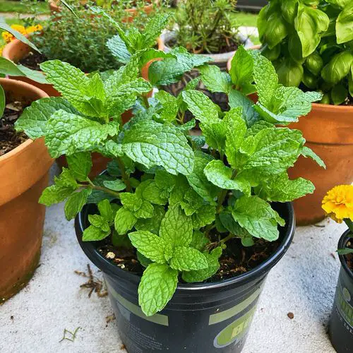 Best Smokable Plants & They are Not Weed 10