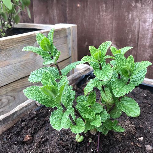Herbs You Should Grow Side by Side 7