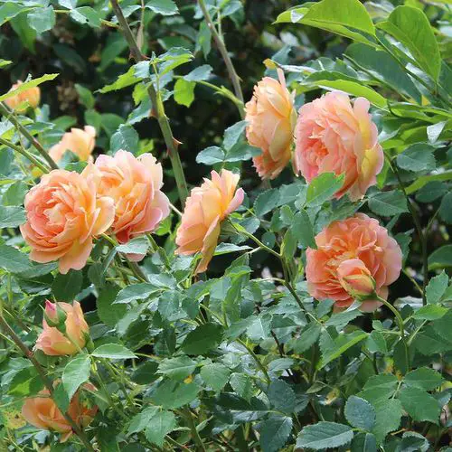 Prune Roses 6