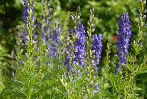 Most Poisonous Plants That May Even Kill People