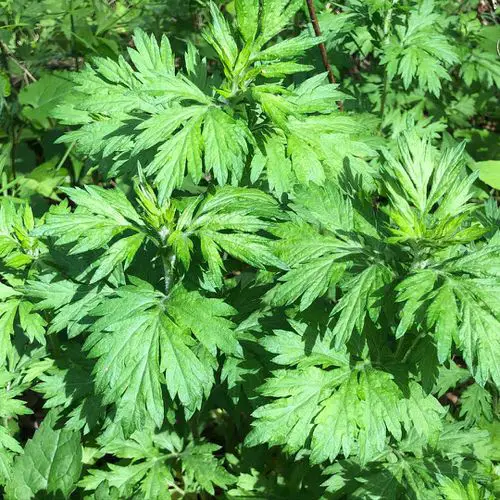 Best Smokable Plants & They are Not Weed 8