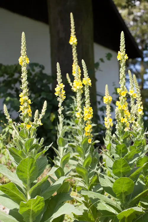 Best Flowers for Full Sun in garden