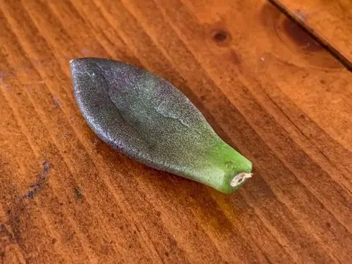 Common Errors in Propagating Plants from Cuttings 10