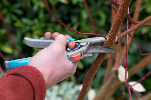 Most Common Mistakes While Propagating Plants from Cuttings 3