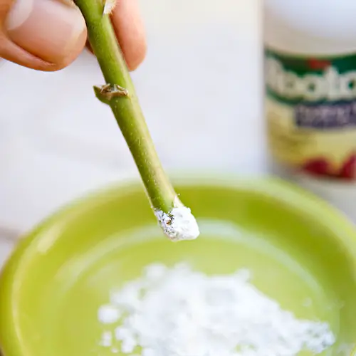 Most Common Mistakes While Propagating Plants from Cuttings 9