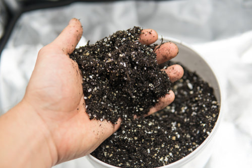 Caltrate Uses in the Garden 2