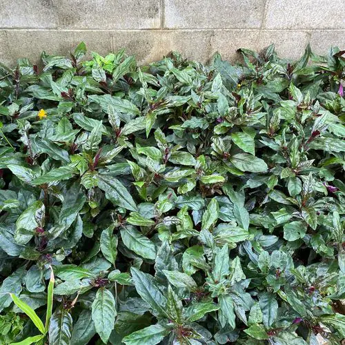 Curative Plants for a Tropical Edible Garden
