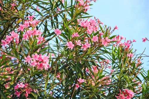 The Most Dangerous Plants That Can Kill People