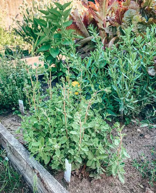 Herbs You Should Grow Side by Side 4