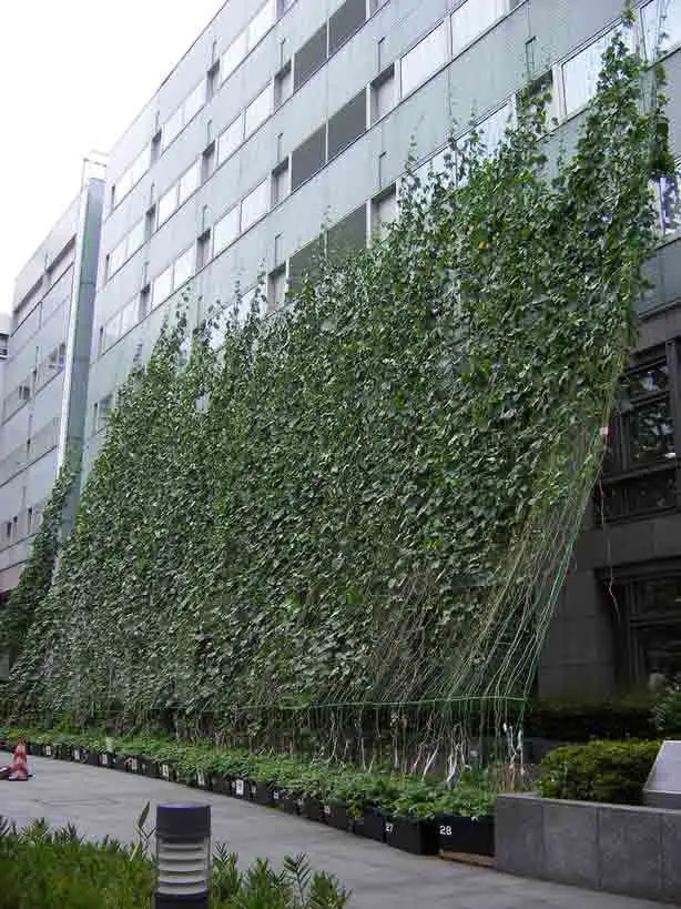 What is a Green Curtain 8