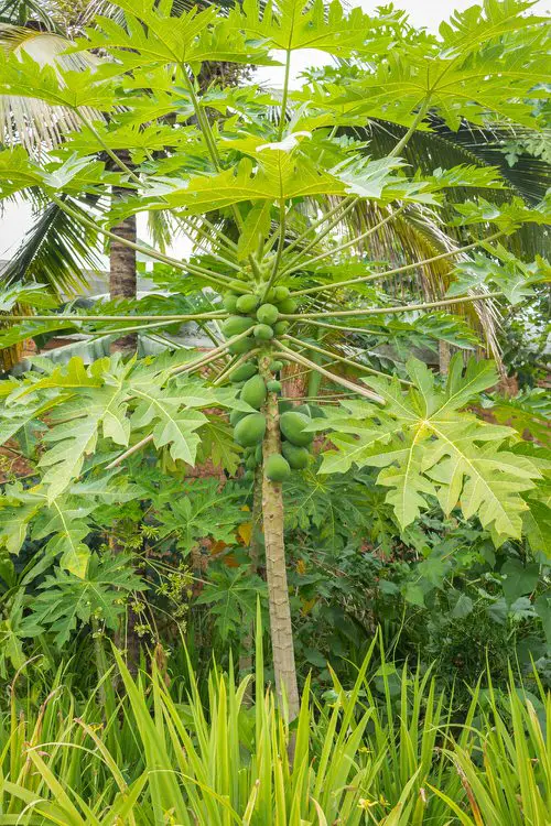 best Plants for Your Tropical Edible Garden