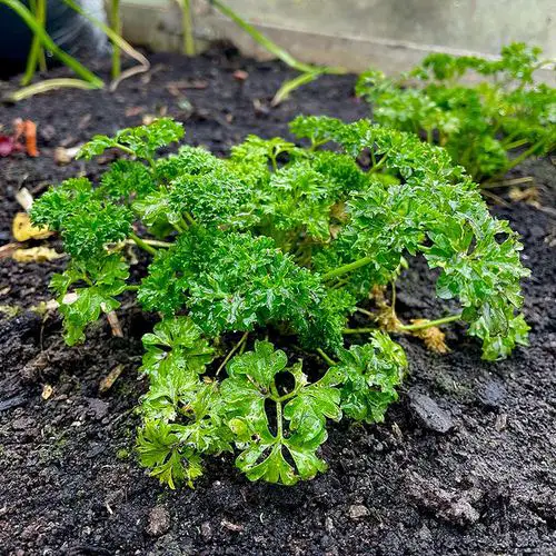 Best Companion Herbs 6
