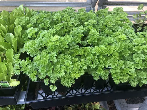 Best Partial Shade Herbs 3
