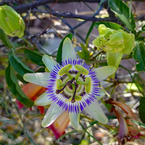 Best Smokable Plants and They are Not Weed 78