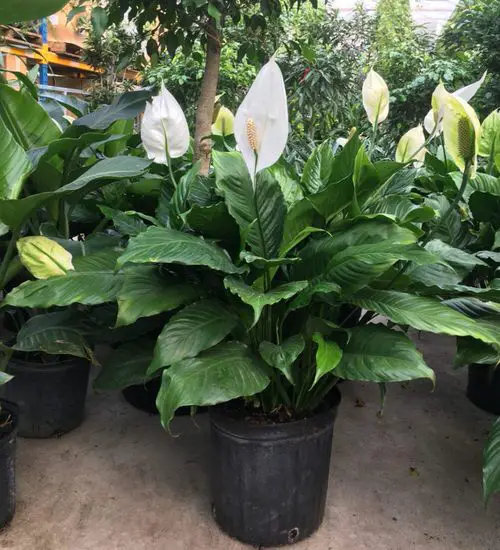 Peace Lily Propagation