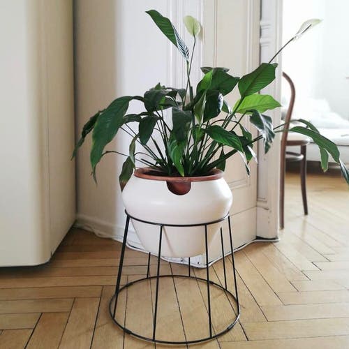 Peace Lily-Plants that Grow Without Sunlight