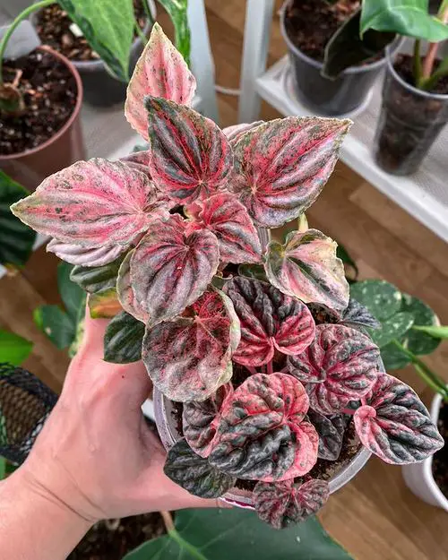 Types of Indoor Plants 34