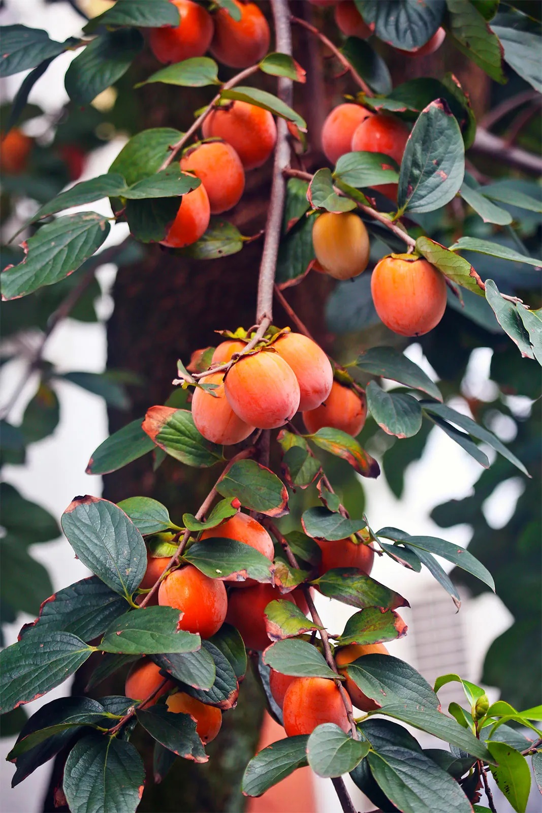 Growing Persimmon in Containers 1