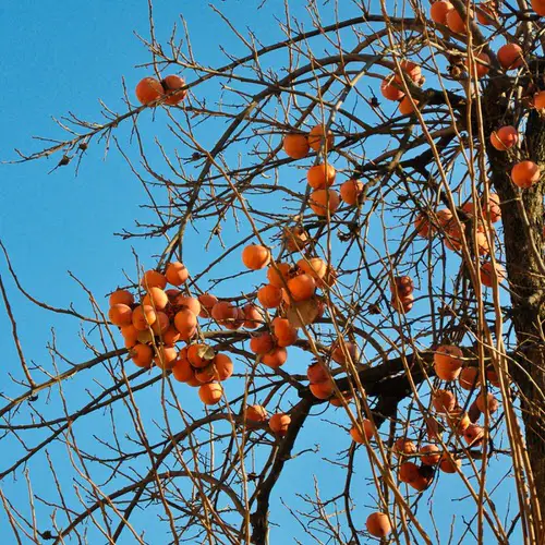 Growing Persimmon in Containers 3