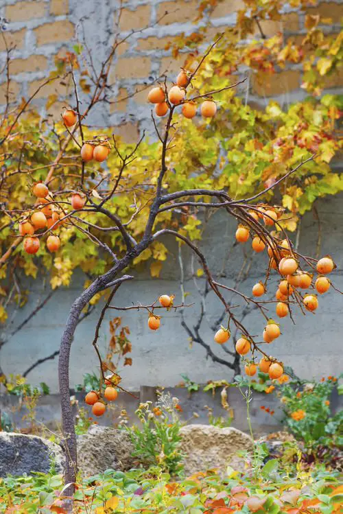 How to Grow Persimmon