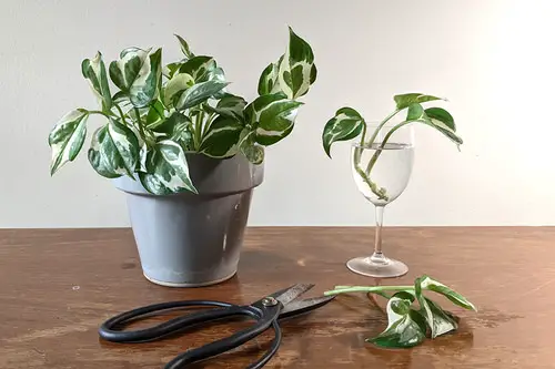 Most Common Mistakes While Propagating Plants from Cuttings