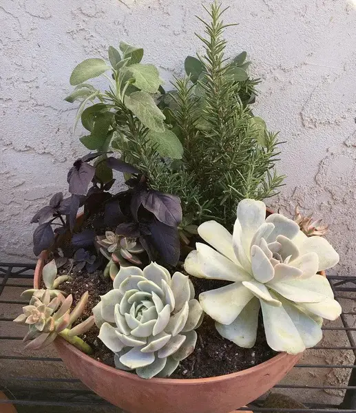 Common Succulent Growing Mistakes 6