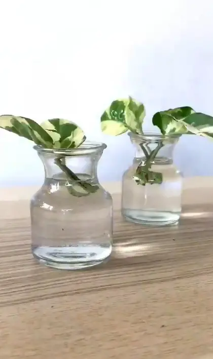 Get a Decorative Jar & Fill it with Water