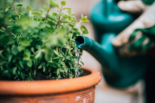 Caltrate Uses in the Garden 4