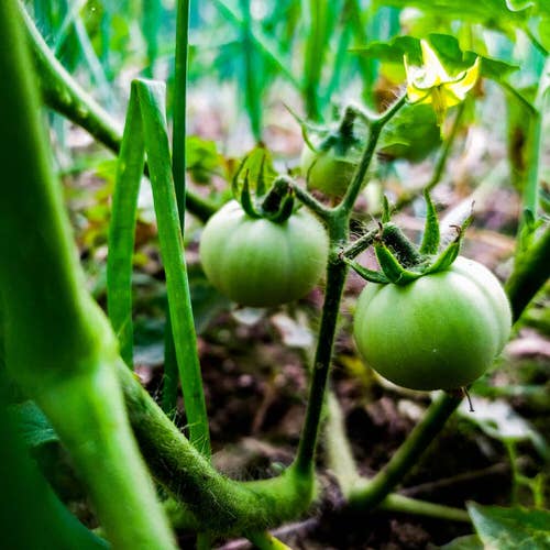 Caltrate Uses in the Garden 9