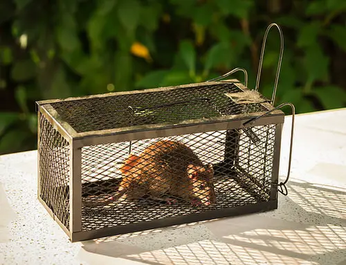 Eliminating Rats from Your Home 6