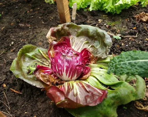 Plants To Grow For An Edible Italian Container Garden 