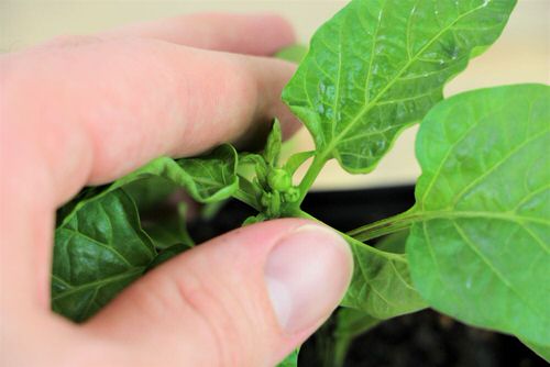 Top Tips to Minimize Transplanting Shock  13