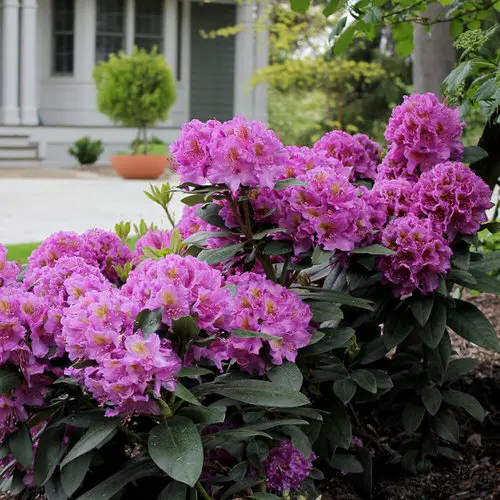 The Most Deadly Plants That Are Capable of Killing People