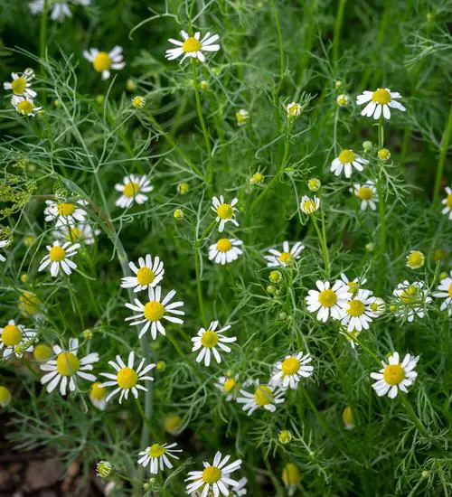 Roman Chamomile 