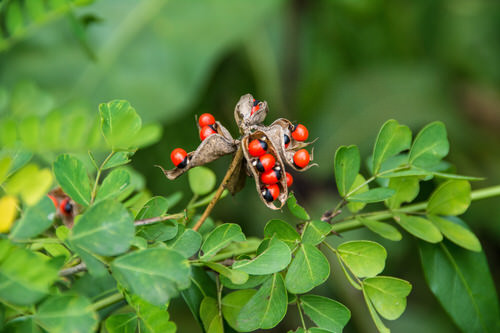 Most Dangerous Plants That Can Kill People