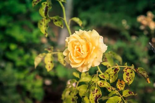 Black Spots on Roses 2