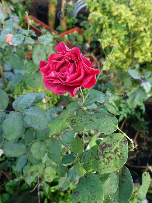 Black Spots on Roses 8