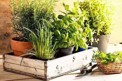 Best Companion Herbs 10