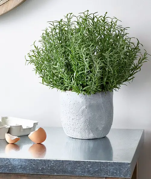 Which Plants Do Not Like Coffee Grounds