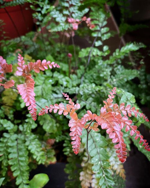 Ferns with Most Beautiful Fronds 6