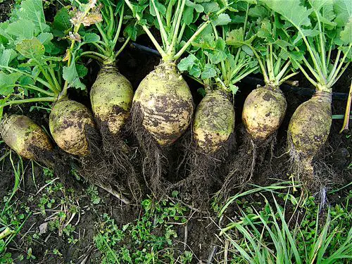 Root Vegetables with Edible Greens 12