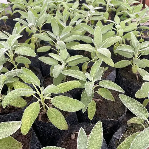 Best Companion Herbs 12