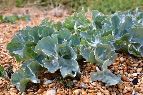 Perennial Vegetables You Can Plant Once and Enjoy for Years 11